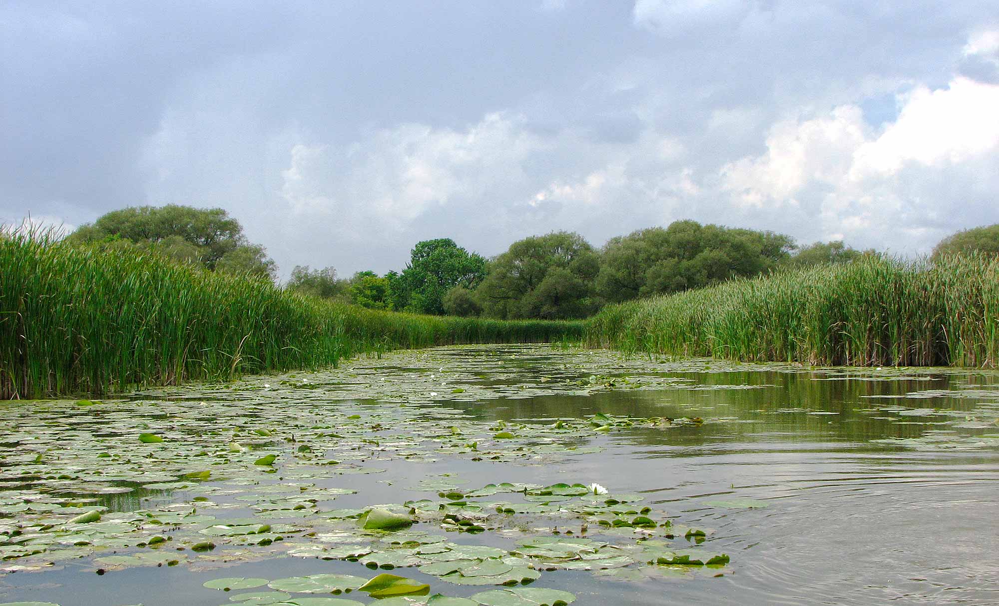 CLOCA Watershed Report. Marsh area.